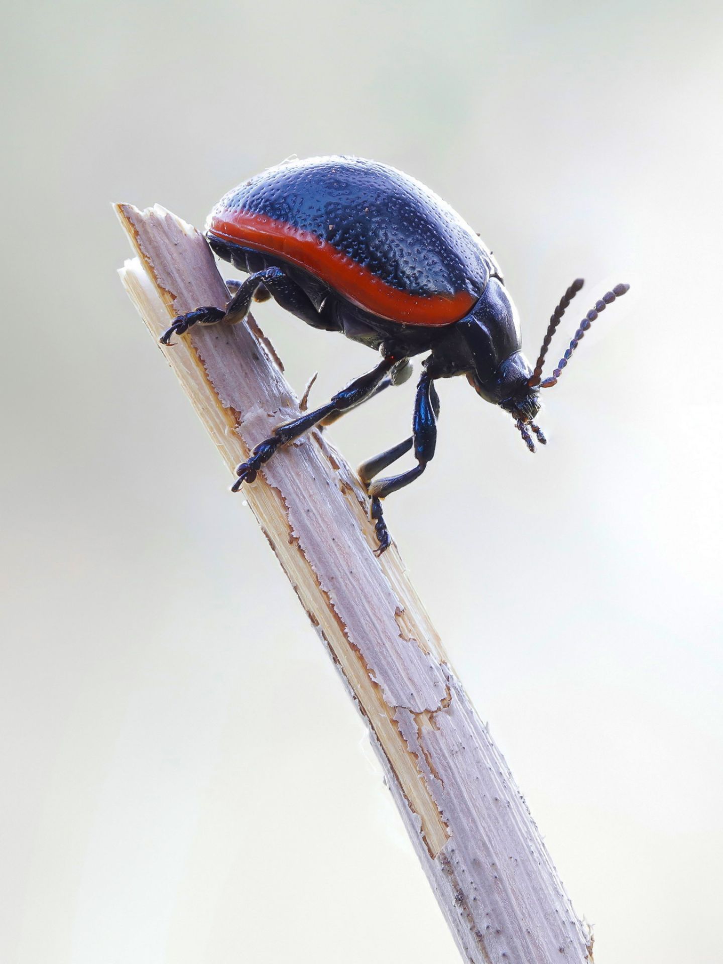 Chrysomelidae - Chrysolina rossia